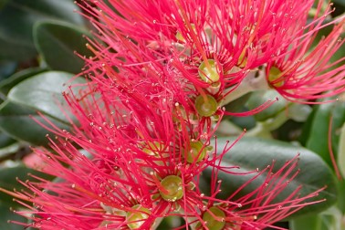 Pōhutukawa