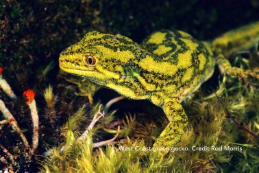 West Coast green gecko. Credit Rod Morris