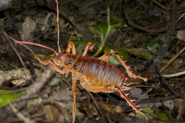Weta Credit Lynn Freeman