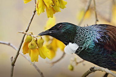 Tui