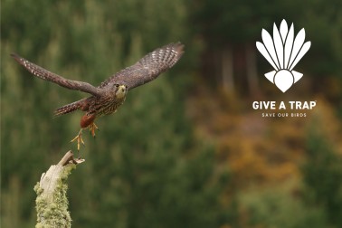 Kārearea Give a Trap banner 1