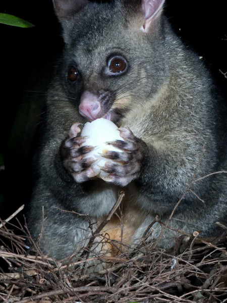 Possum sitting in a birds nest eating an egg.