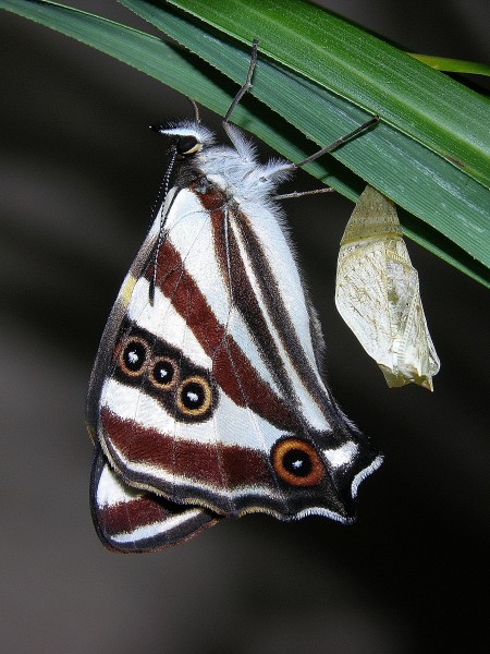 Forest Ringlet Butterfly