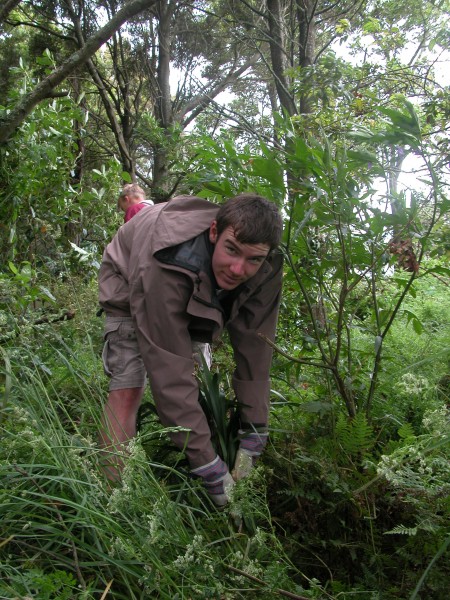 Forest and Bird Member Weeding