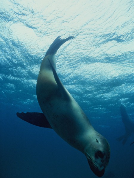 New Zealand sea lion diving under water