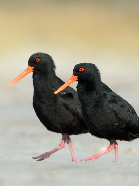 Oystercatcher