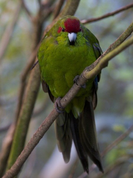 Red-fronted kakariki