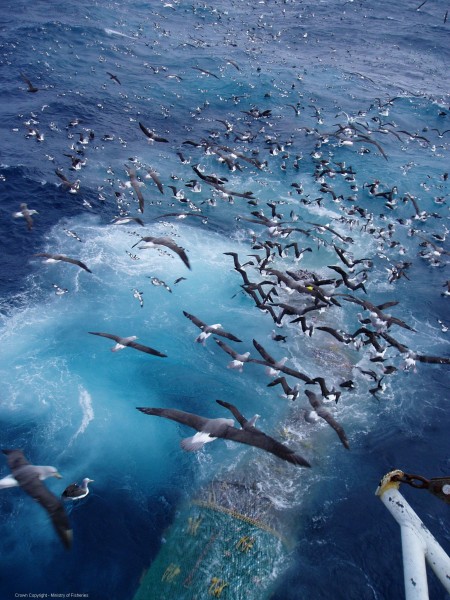 Seabirds flying low over fishing vessel