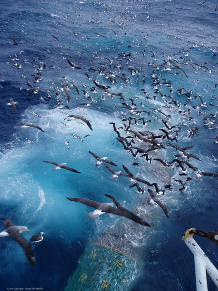 Seabirds flying low over fishing vessel