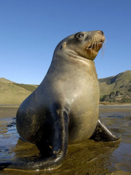 Sea lion pup on the beach in Otago