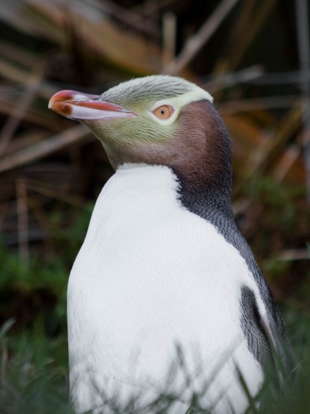 A yellow-eyed penguin (hoiho) 