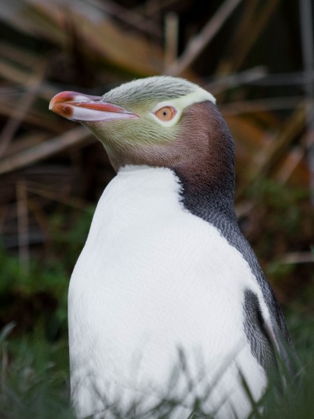 A yellow-eyed penguin (hoiho)