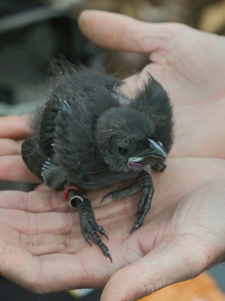 Kōkako chick in the hand