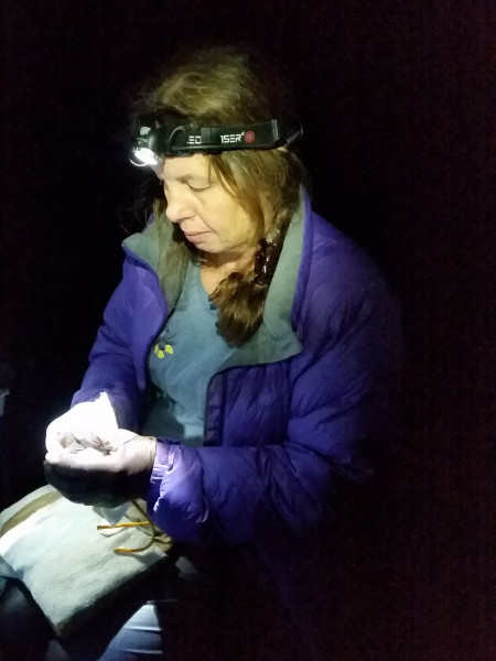 Forest & Bird’s Gillian Dennis will lead the long-tailed bat monitoring project at Pelorus.