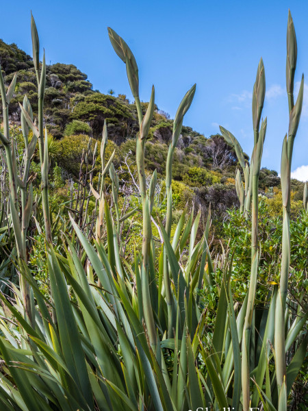 harakeke flax