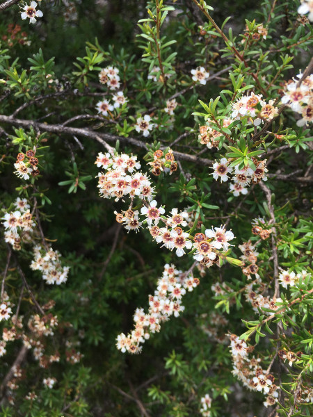 small white flowers of Bay of Plenty kānuka
