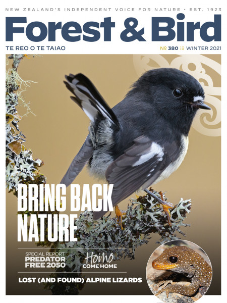 South Island tomtit on the cover page of the 2021 Winter magazine