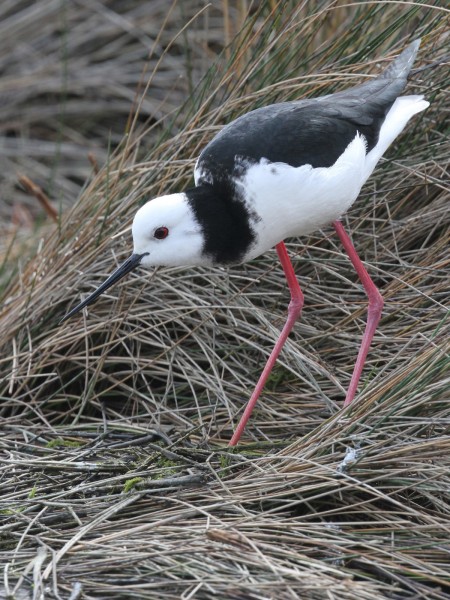 Pied stilt walking through some grass