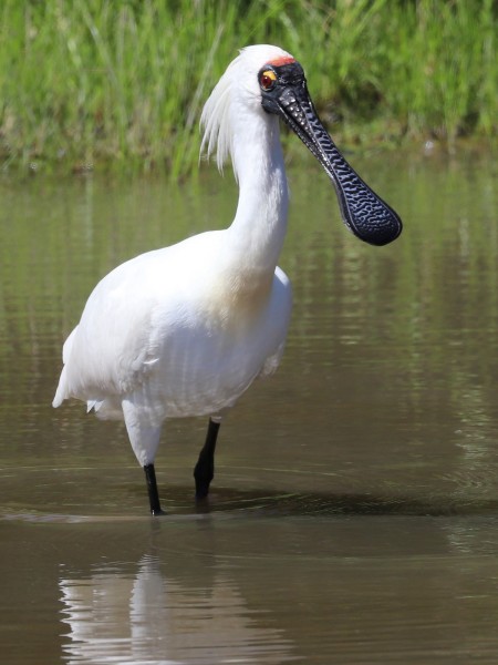 Royal Spoonbill knee deep in water