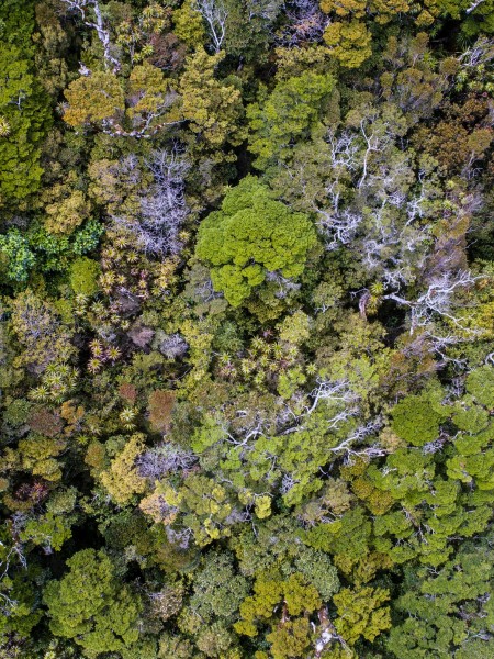 Te Kuha forest