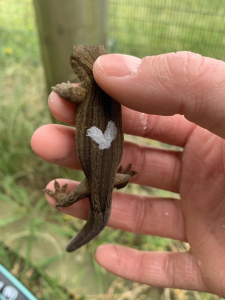 Each gecko is marked to help future identification. Credit Caitlyn Friedel