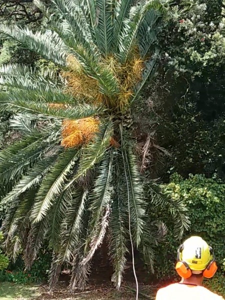Phoenix Palm Felling - Whakatane