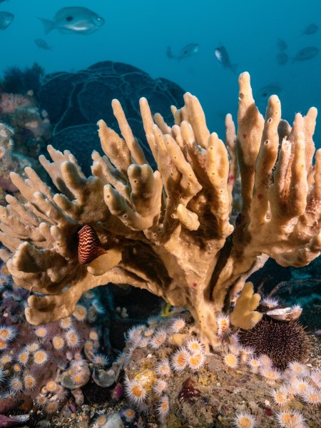 Arborescent sponge Callyspongia ramose. Credit Valerio Micaroni