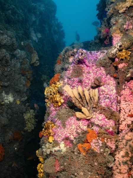 Gully covered by sponges and jewel anemones. Credit Valerio Micaroni
