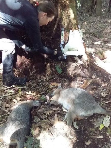 Keturah Bouchard checks the bait station in one of the trial areas. Image supplied