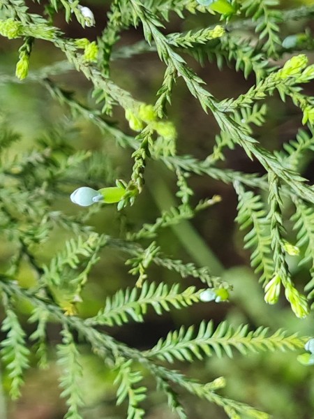 Flowering Kahikatea planted by a volunteer more than 20 years ago