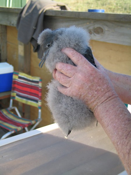 A Hutton’s shearwater chick. Image Ailsa Howard