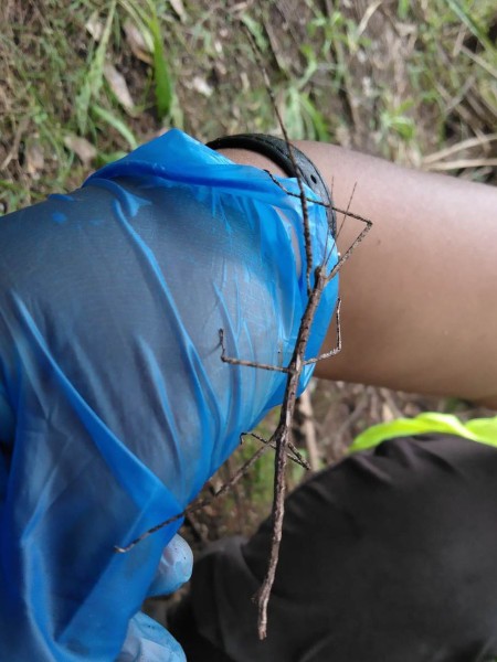 Stick insect at the South-East wildlink