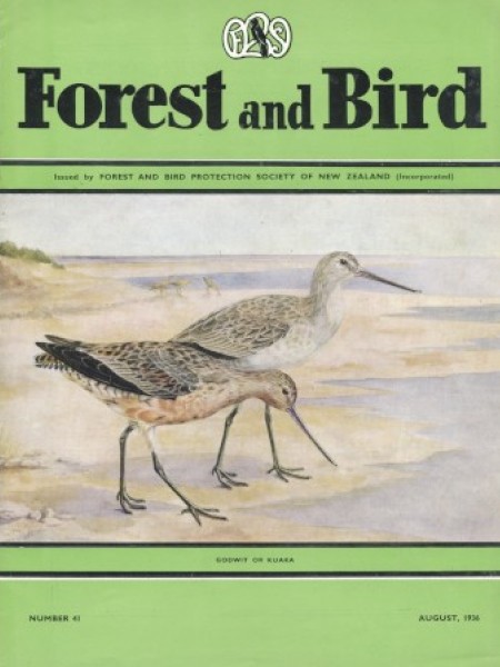 The journal was used to advocate for godwit protections. Image Lily Daff, August 1936