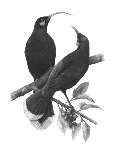 A Lost Harmony (Huia). Image Hannah Shand