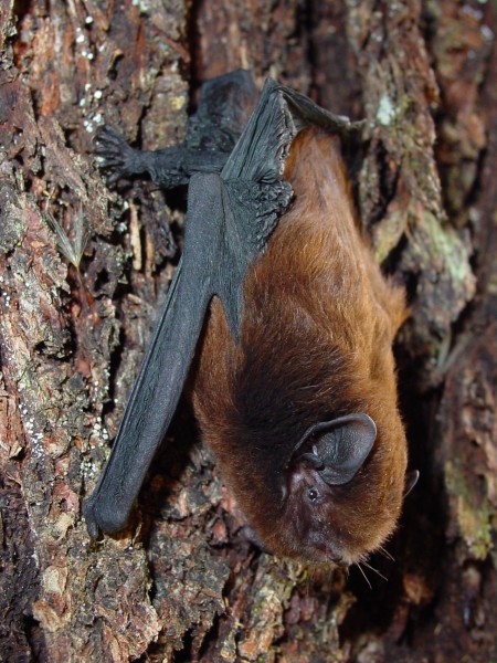 Pekapeka long-tailed bat (female). Image Colin Donnell