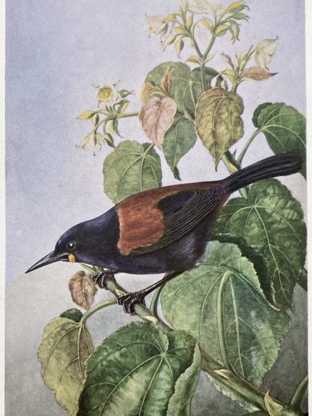 Tīeke saddleback, circa 1933. Image Lily Daff