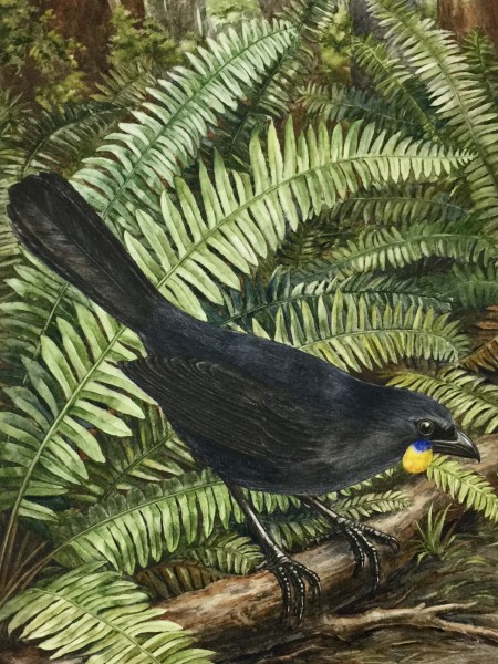 South Island kōkako. Image Lily Daff