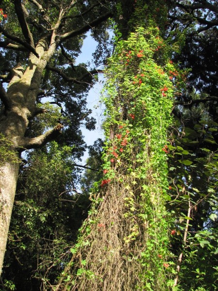 Chilean flame creeper flourishing among the podocarps at Otanomomo