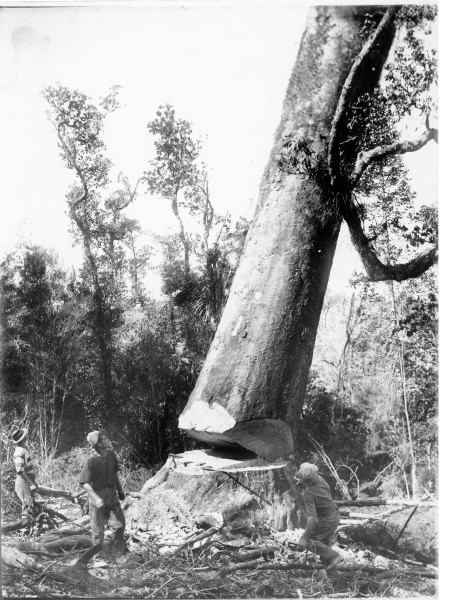 Kauri tree being felled by loggers, 1950. Image supplied