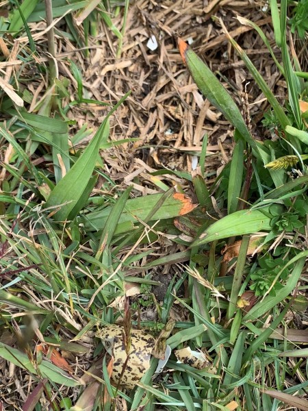 New Zealand dotterel eggs AFTER being eaten by a hedgehog. Image Pest-free Hibiscus Coast