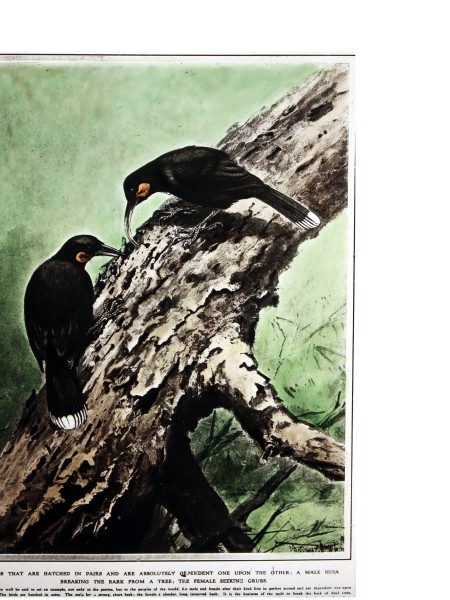 The last confirmed sighting of huia was around 1907 with a few likely persisting until the 1920s. Image Lantern slide, Forest & Bird archive