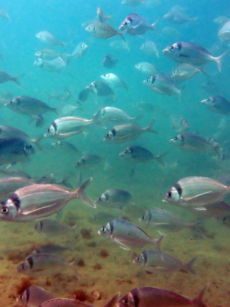 School of tarakihi. Credit Sarah Milicich, CC BY-SA-NC 4.0, taken in Wellington region