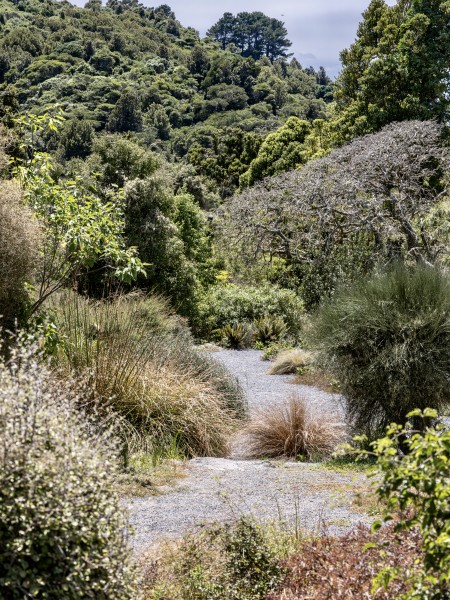 Ōtari-Wilton’s Bush. Image Chris Coad