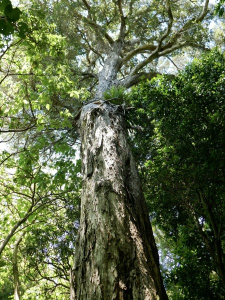 Northern rātā. Image Kathy Ombler