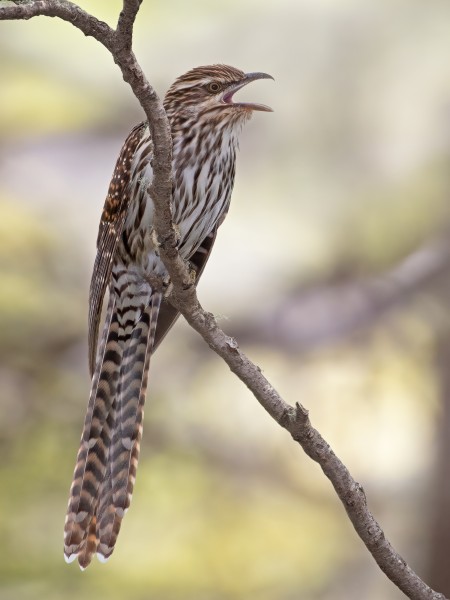 Koekoeā long-tailed cuckoo. Image Mike Ashbee