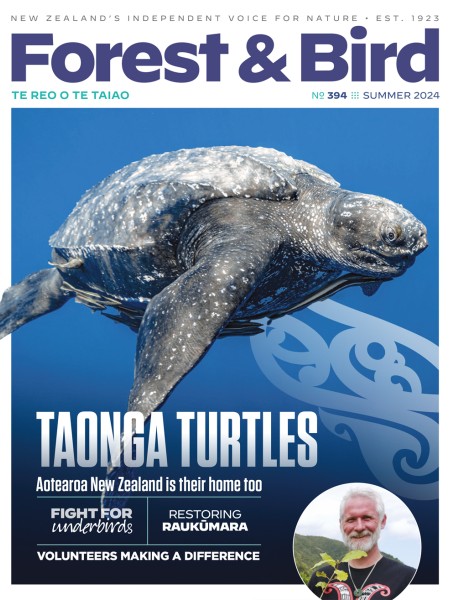 "Taonga turtles" cover for Summer 2024 magazine