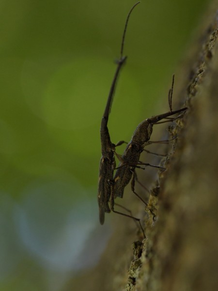 Male and female giraffe weevil mating on a tree