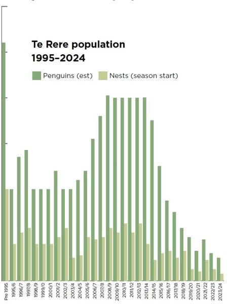 This chart shows adult penguin and nest numbers at Forest & Bird’s Te Rere hoiho sanctuary. The colony has been in decline since 2015. Credit Forest & Bird