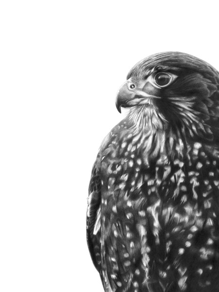 Kārearea NZ Falcon (portrait). Credit Hannah Shand