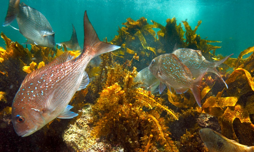 Underwater sea landscape featuring snapper swimming in a kelp forest